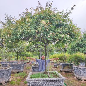 Hoa Hồng Bạch Xếp Cổ HH5229