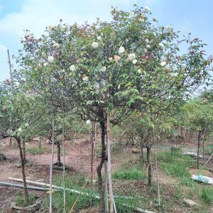 Hoa Hồng Bạch Xếp Cổ HH5230