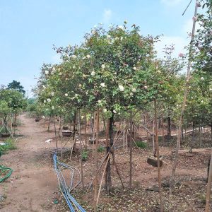 Hoa Hồng Bạch Xếp Cổ HH5231