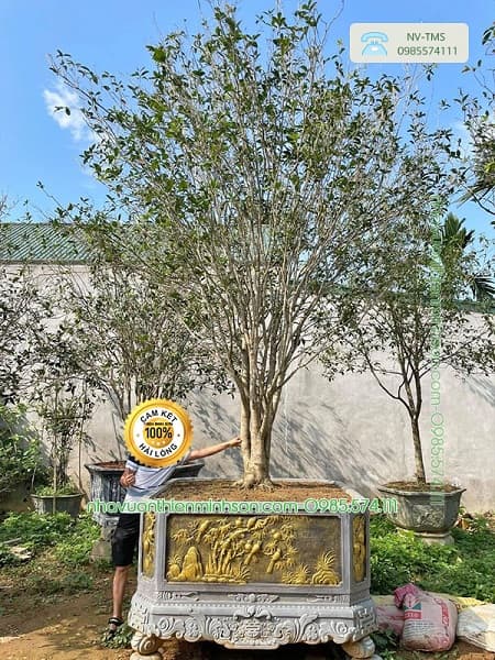 Cây Hoa Mộc Hương