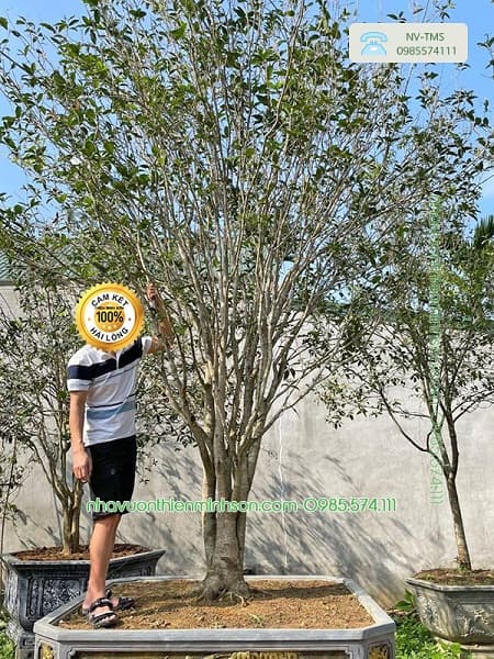 Cây Hoa Mộc Hương