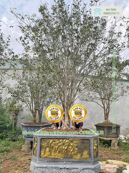 Cây Hoa Mộc Hương