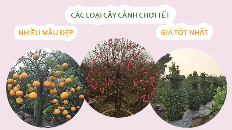 Cây Cảnh Tết | Cây Hoa Chơi Tết Giá Rẻ - Giao Toàn Quốc™