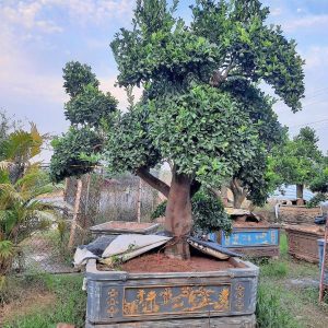 Quất Bonsai Cổ Thụ QC3220