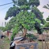 Quất Bonsai Cổ Thụ QC3223