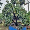 Quất Bonsai Cổ Thụ QC3225