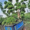 Quất Bonsai Cổ Thụ QC3226