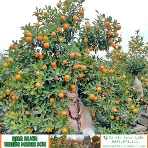 Quất Bonsai QC1140