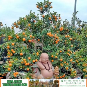 Quất Bonsai QC1141