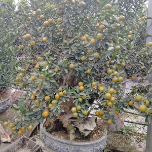 Quất Bonsai - Quất Chơi Tết QC1203