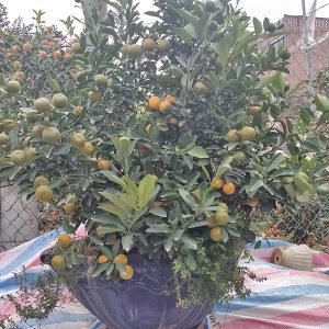 Quất Bonsai - Quất Chơi Tết QC1206
