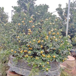 Quất Bonsai - Quất Chơi Tết QC1208