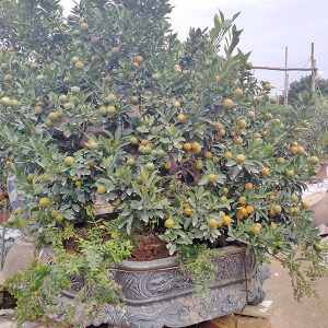 Quất Bonsai - Quất Chơi Tết QC1209