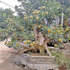 Quất Bonsai - Quất Chơi Tết QC1210