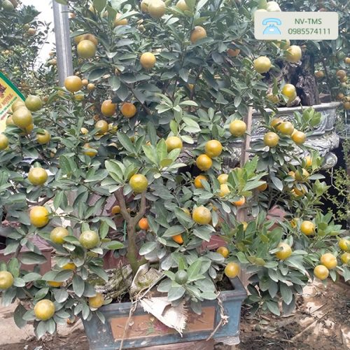 Quất Bonsai - Quất Chơi Tết QC1211