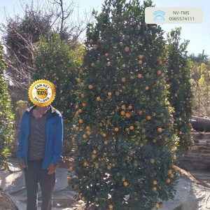 Cây Quất Cảnh