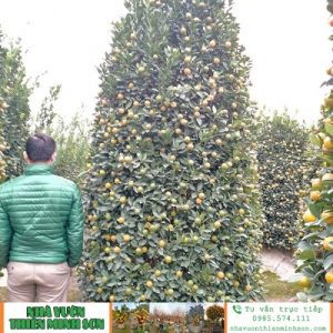 Quất Cảnh Đẹp QC1158