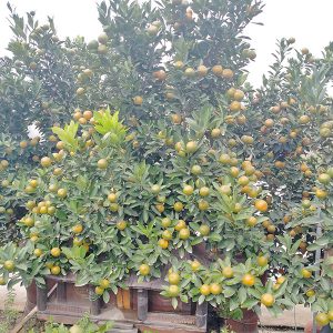 Quất Cảnh - Quất Bonsai QC1219