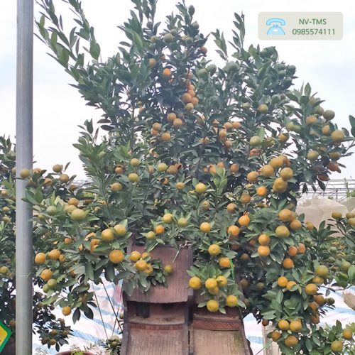 Quất Cảnh - Quất Bonsai QC1220