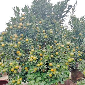Quất Cảnh - Quất Bonsai QC1229