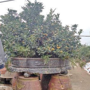 Quất Cảnh - Quất Bonsai QC1230