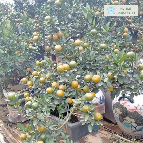 Quất Cảnh - Quất Bonsai QC1232