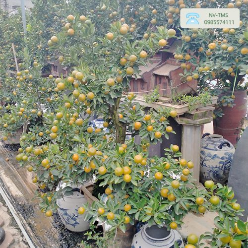 Quất Cảnh - Quất Bonsai QC1234