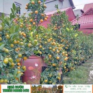 Quất Cảnh Tứ Liên QC1168