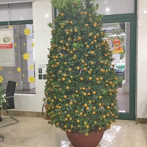 Quất Chơi Tết QC1169