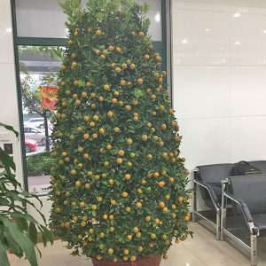 Quất Chơi Tết QC1172