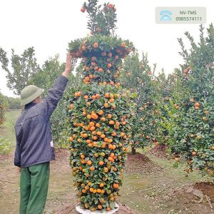Quất Lục Bình (Quất Lộc Bình)