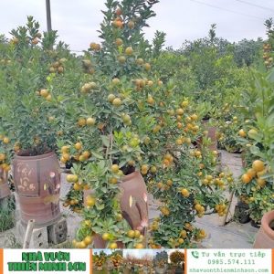Quất Tết QC1185