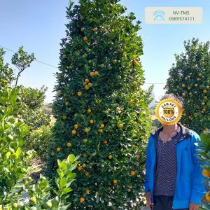 Quất tháp chơi tết