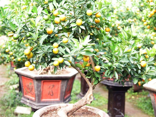 Quất thế đẹp ngày tết