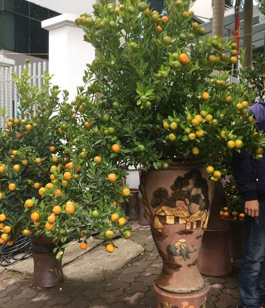 Cây quất với lá xanh và trái vàng được xem là biểu tượng của sự may mắn. Trang trí cây quất ngày Tết đã trở thành một phong cách riêng của người Việt. Hãy cùng xem những hình ảnh cây quất được trang trí tinh tế và độc đáo cho dịp Tết sắp tới.